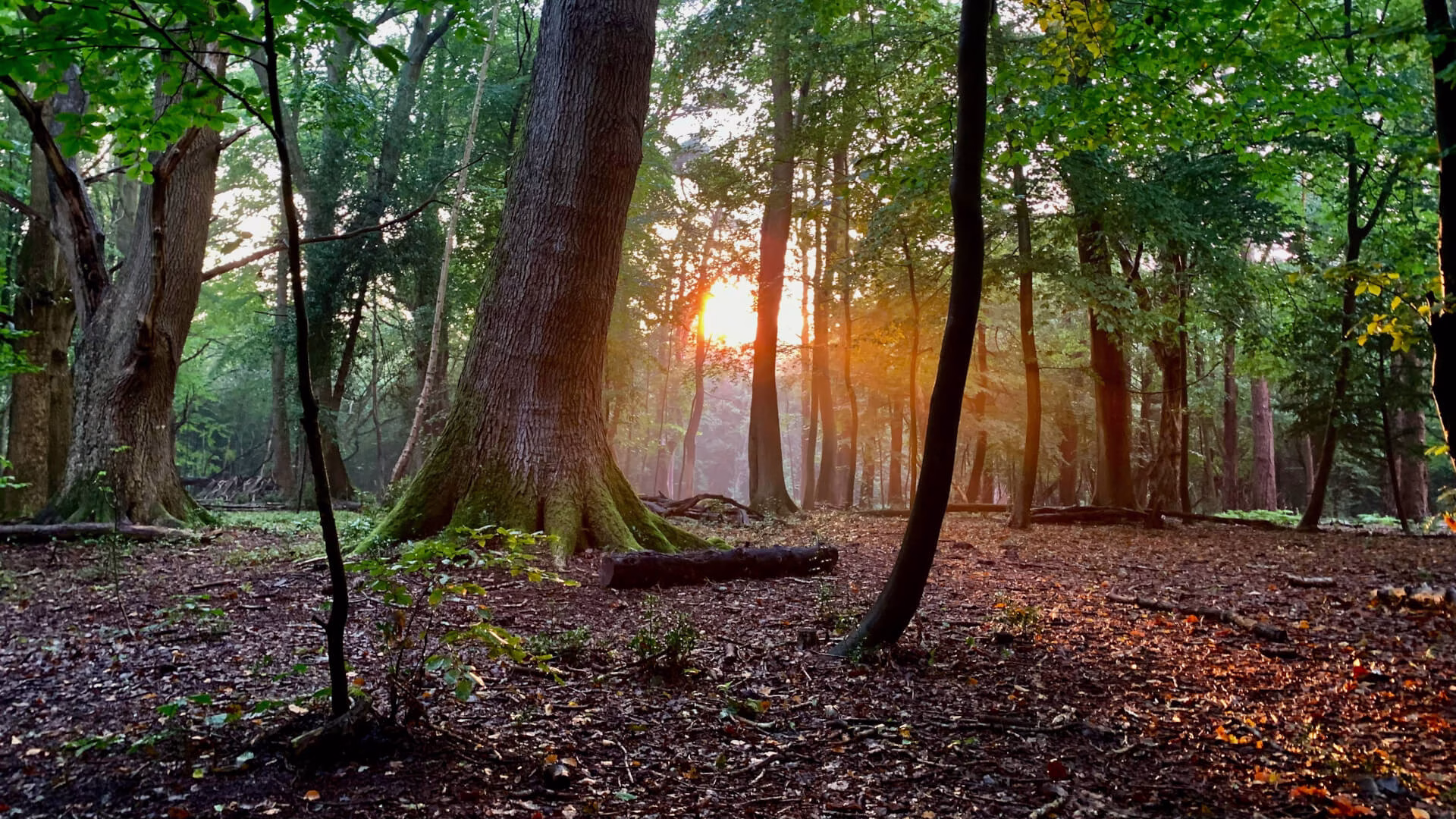 Reconnectez-vous avec la Nature Sauvage : Le Pouvoir Guérisseur des Forêts du Livradois Forez
